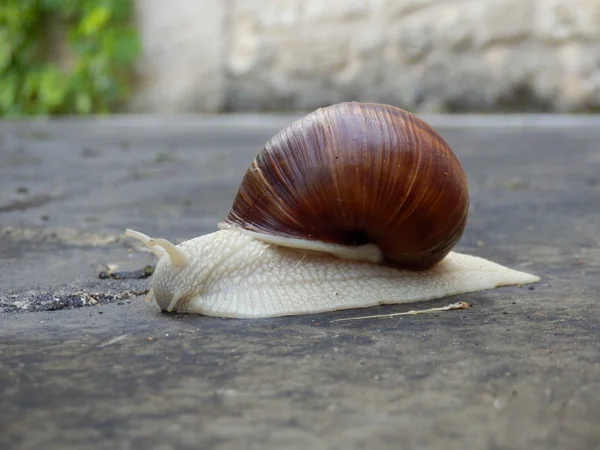 Lumaca romana — Foto Stock