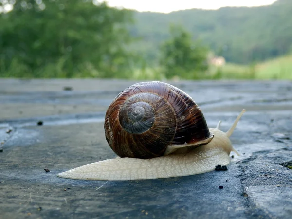 Caracol romano — Foto de Stock