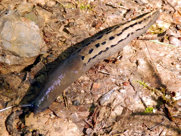 Aschgraue Nacktschnecke — Stockfoto