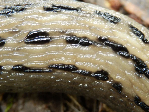 Ashy-grå slug — Stockfoto