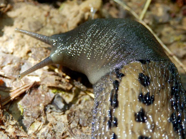 Ashy-grå slug — Stockfoto