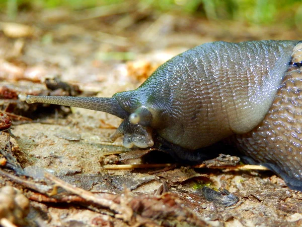 Ashy-Grey Slug — Stock Photo, Image