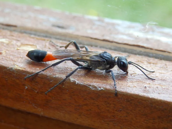 Red banded sand wasp — Stock Photo, Image