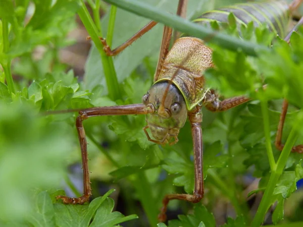 Saddle-backed Bush-cricket — Stock Photo, Image