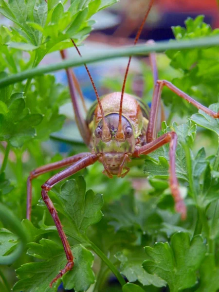 Saddle-backed Bush-cricket — Stock Photo, Image