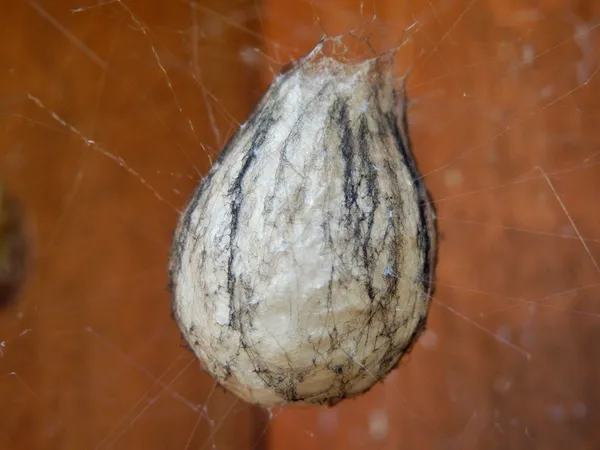 Geting spider ägg sac — Stockfoto