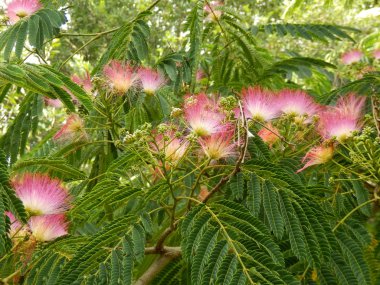 Persian Silk Tree Flowers clipart