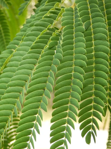 Perský silk strom listy — Stock fotografie