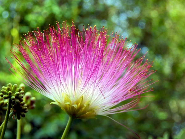 Persian Silk Tree Flower — Stock Photo, Image