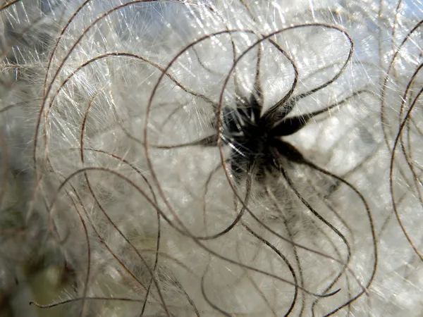 Clematis vitalba — Fotografia de Stock