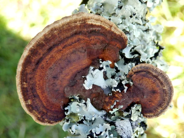 Fungo di quercia Mazegill — Foto Stock