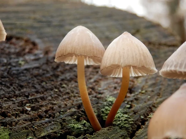 Μανιτάρια inclinata Mycena — Φωτογραφία Αρχείου