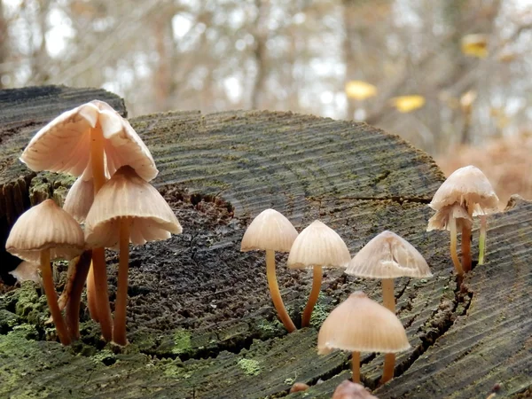 Mycena inclinata mushrooms — Stock Photo, Image