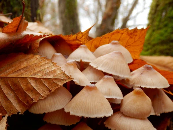 Mycena inclinata champignons — Photo