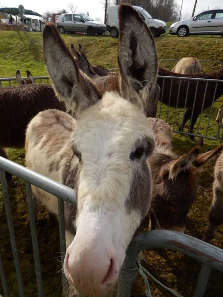 Retrato de burro — Fotografia de Stock