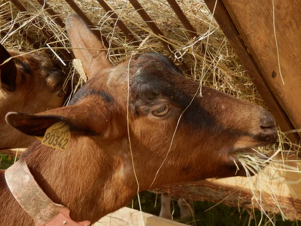 Alimentação de cabras — Fotografia de Stock