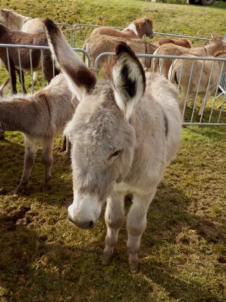 Burro triste. — Fotografia de Stock