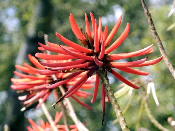 Flor de árvore de coral — Fotografia de Stock