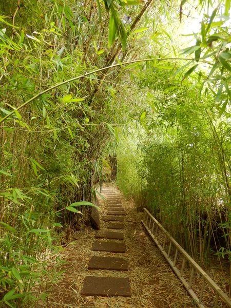 Arco de bambu — Fotografia de Stock