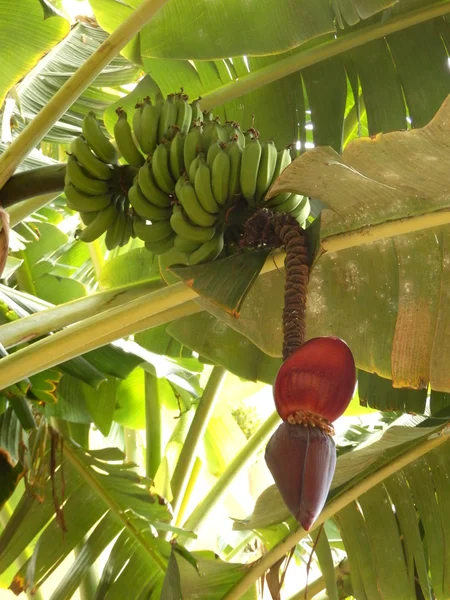 Drzewo bananowe — Zdjęcie stockowe