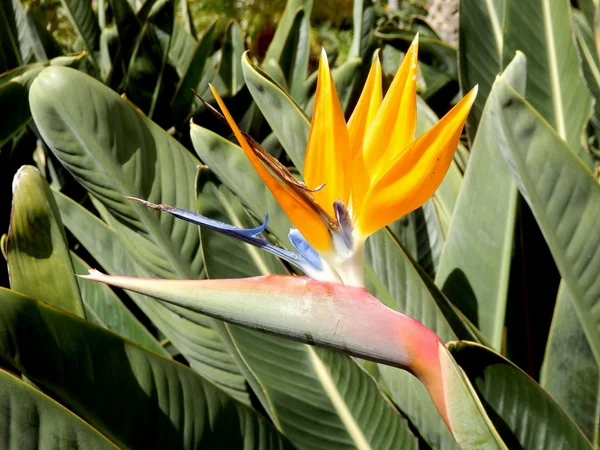 Uccello del Paradiso pianta — Foto Stock