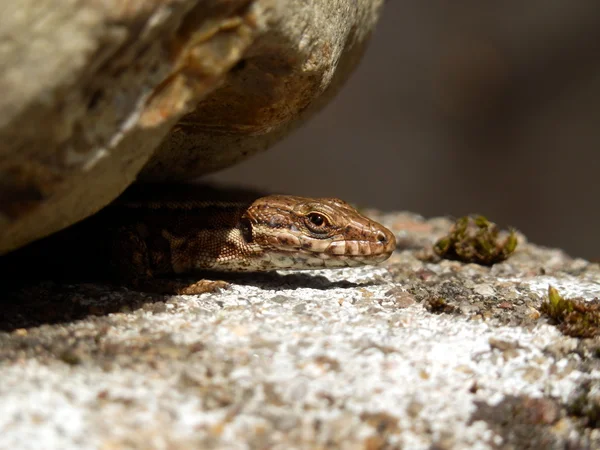 Gemensamma ödla — Stockfoto