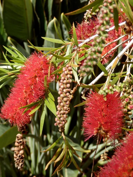 Roślina Bottlebrush — Zdjęcie stockowe