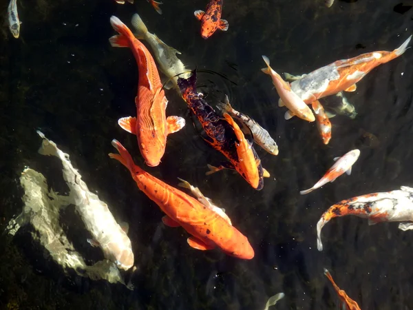 Shoal di Koi Carp in cerca di cibo — Foto Stock