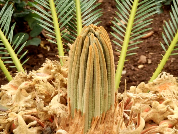 Lebombo Cycad — Fotografia de Stock