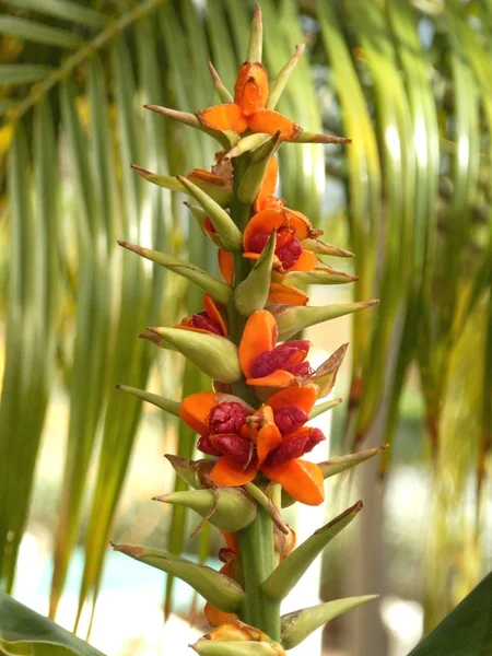 Roślina Kahili imbir — Zdjęcie stockowe