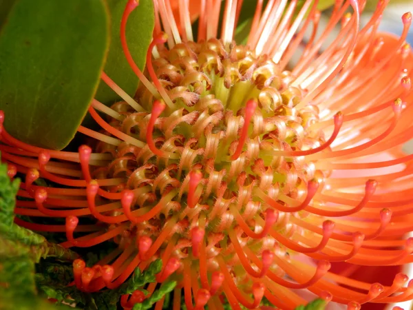 Puntaspilli protea — Foto Stock