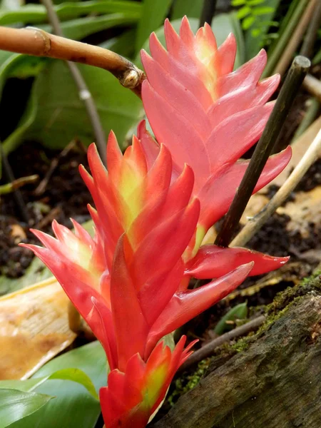 Planta de gengibre vermelho e amarelo — Fotografia de Stock