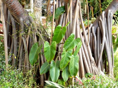Screwpine (Pandanus Bory Utilis)