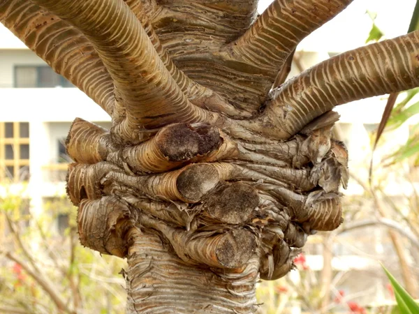 Screwpine aka (Pandanus Utilis Bory) — Stockfoto