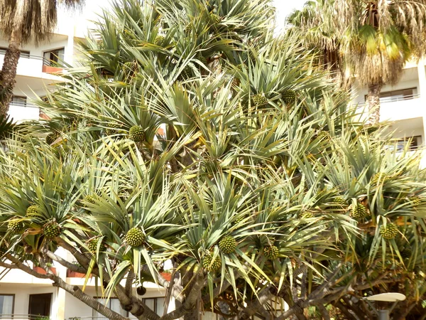 Screwpine (Pandanus Bory Utilis) — Stok fotoğraf