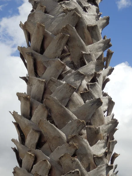 Shaggy palmboom — Stockfoto