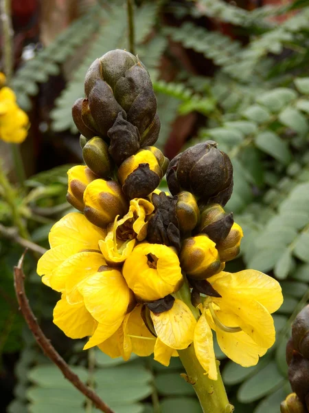 Cassia Didymobotrya — Stockfoto