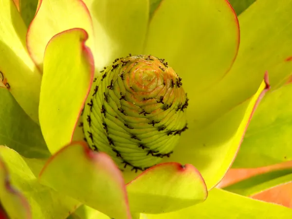 Protea-Knospe — Stockfoto