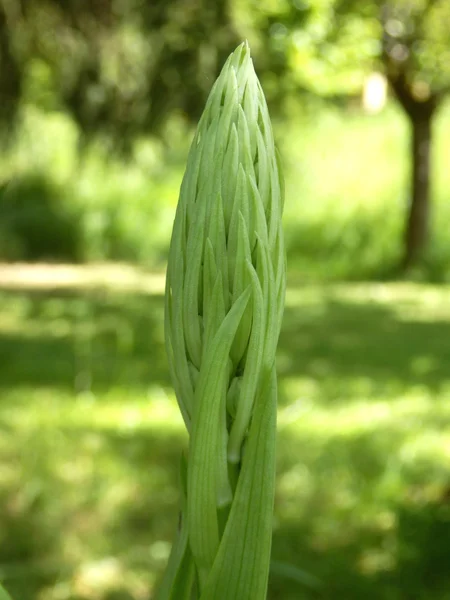 Jaszczurka orchidea — Zdjęcie stockowe