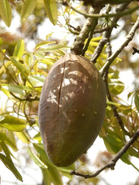 Floco de seda fruta da árvore — Fotografia de Stock