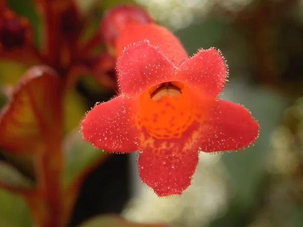 Planta Phygelius — Fotografia de Stock