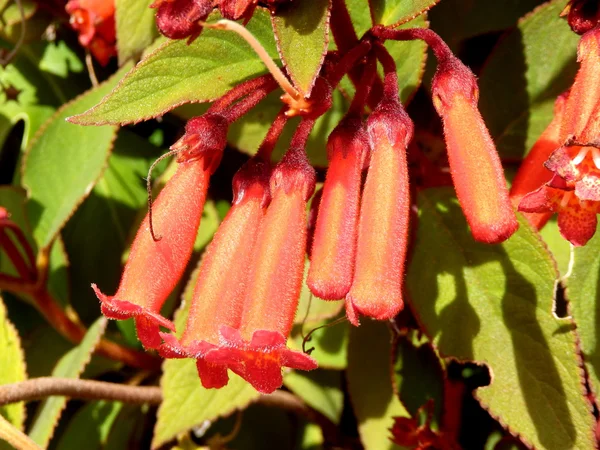 Phygelius rostlina — Stock fotografie