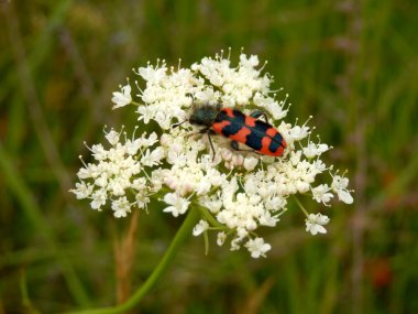asker veya damalı böceği