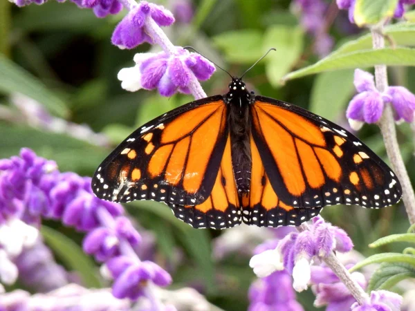 Borboleta monarca — Fotografia de Stock