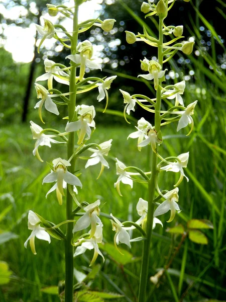 Orquídea borboleta menor — Fotografia de Stock