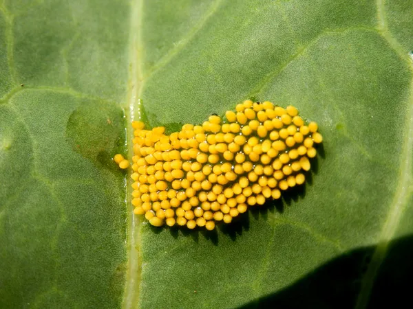 Repollo grande Huevos de mariposa blancos — Foto de Stock