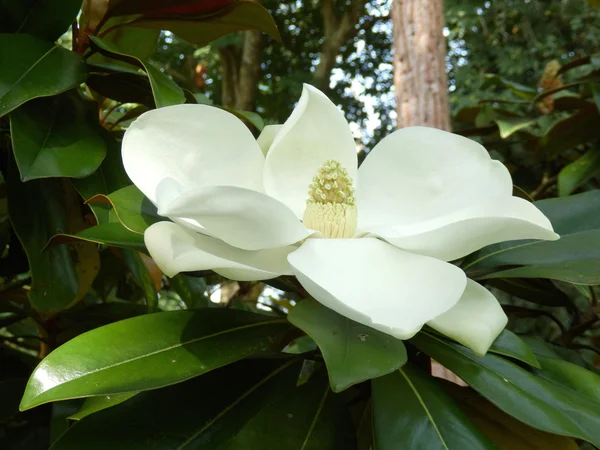 Magnolia grandiflora — Stockfoto