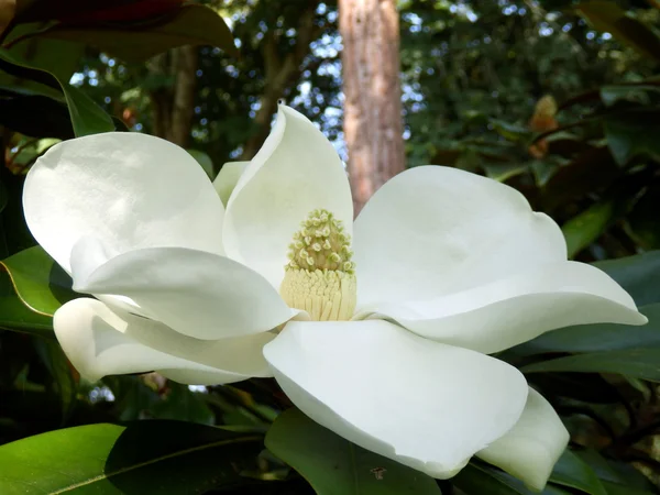 Magnolia grandiflora — Stockfoto