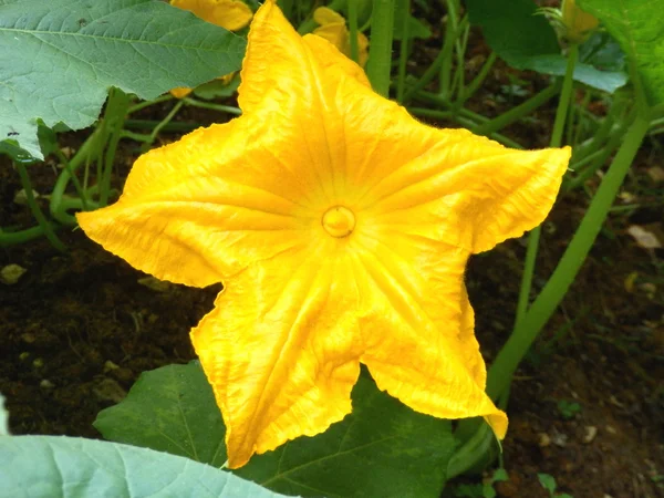 Squash bloem — Stockfoto