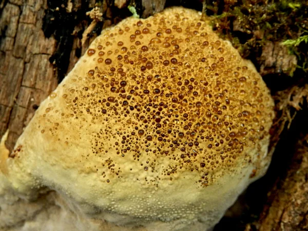Дубовый скобочный гриб — стоковое фото